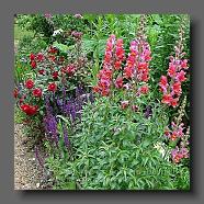 Antirrhinum majus (le jardin de la poterie Hillen) www.poterie.fr -1